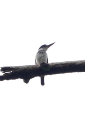 Todiramphus chloris chloris