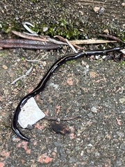 Caenoplana