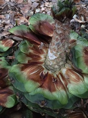 Pinus sabiniana
