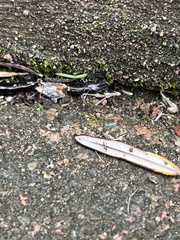 Caenoplana