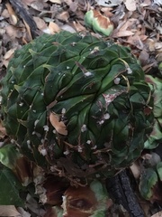 Pinus sabiniana