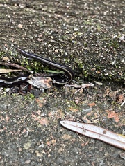 Caenoplana