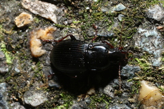 Pterostichus sculptus