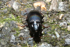 Pterostichus sculptus