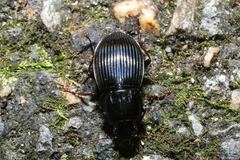 Pterostichus sculptus