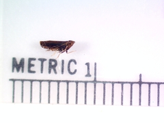 Scaphytopius frontalis