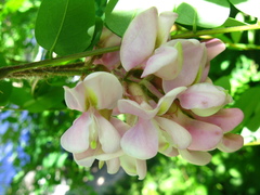 Robinia × ambigua