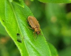 Galerucella calmariensis