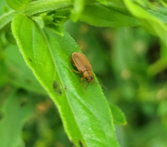 Galerucella calmariensis