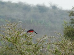 Laniarius erythrogaster