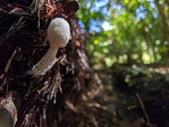 Leucocoprinus