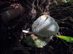 Leucocoprinus