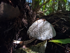 Leucocoprinus