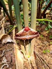 Bunaea alcinoe