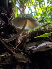 Leucocoprinus