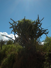 Stenocereus laevigatus