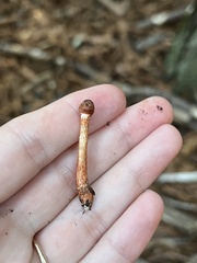 Lepiota flammeotincta