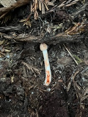 Lepiota flammeotincta