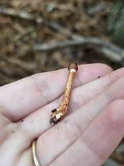 Lepiota flammeotincta