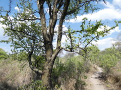 Commiphora glandulosa
