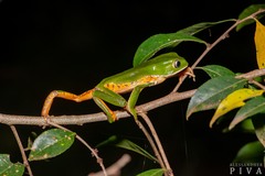 Hidden Walking Leaf Frog photo 4