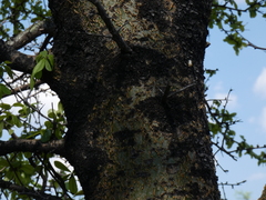Commiphora glandulosa
