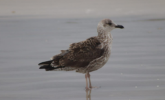 Larus fuscus graellsii