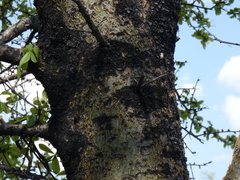 Commiphora glandulosa