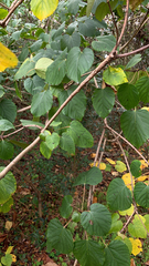 Vernicia fordii