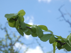 Commiphora glandulosa