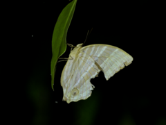Amathusia phidippus