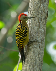 Melanerpes striatus