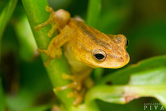 Dendropsophus minutus
