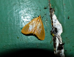 Eubaphe