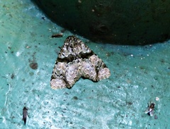 Eudyops diascia