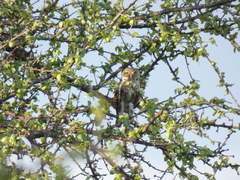 Glaucidium perlatum