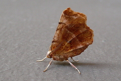 Selenia dentaria