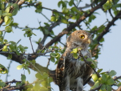 Glaucidium perlatum