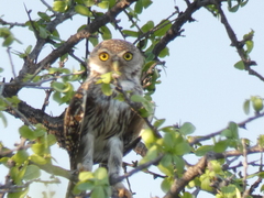 Glaucidium perlatum