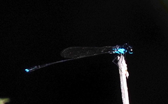 Nososticta moluccensis