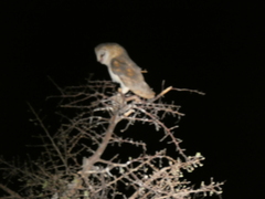 Tyto alba poensis