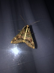 Sphingomorpha chlorea