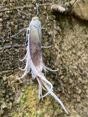 Pterodictya reticularis