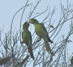 Psittacara holochlorus