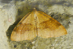 Plagodis pulveraria