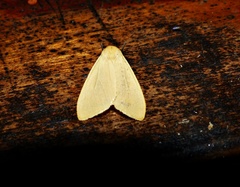 Pareuchaetes aurata