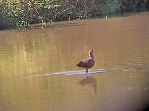 Hamerkop