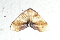 Plagodis dolabraria