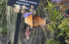 Danaus gilippus