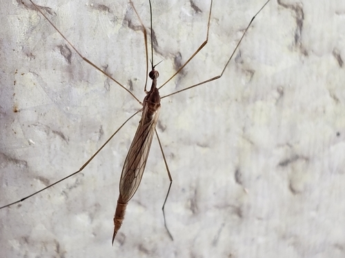 Toxorhina magna photo 4